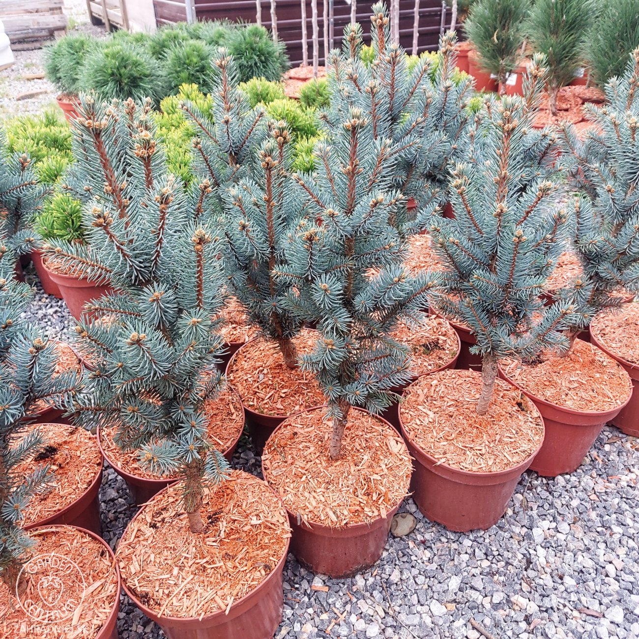 Obrázok Smrek pichľavý (Picea pungens) ´ISELI FASTIGIATE´ - výška 40-50 cm, kont. C5L